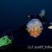 jellyfish_mastigophora_crambione_hd_lan_h_0230_tha5529.jpg